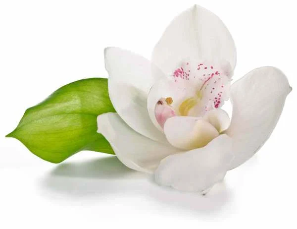 Weisse Orchideenblüte – Symbolbild für die Traditionelle Chinesische Medizin (TCM)