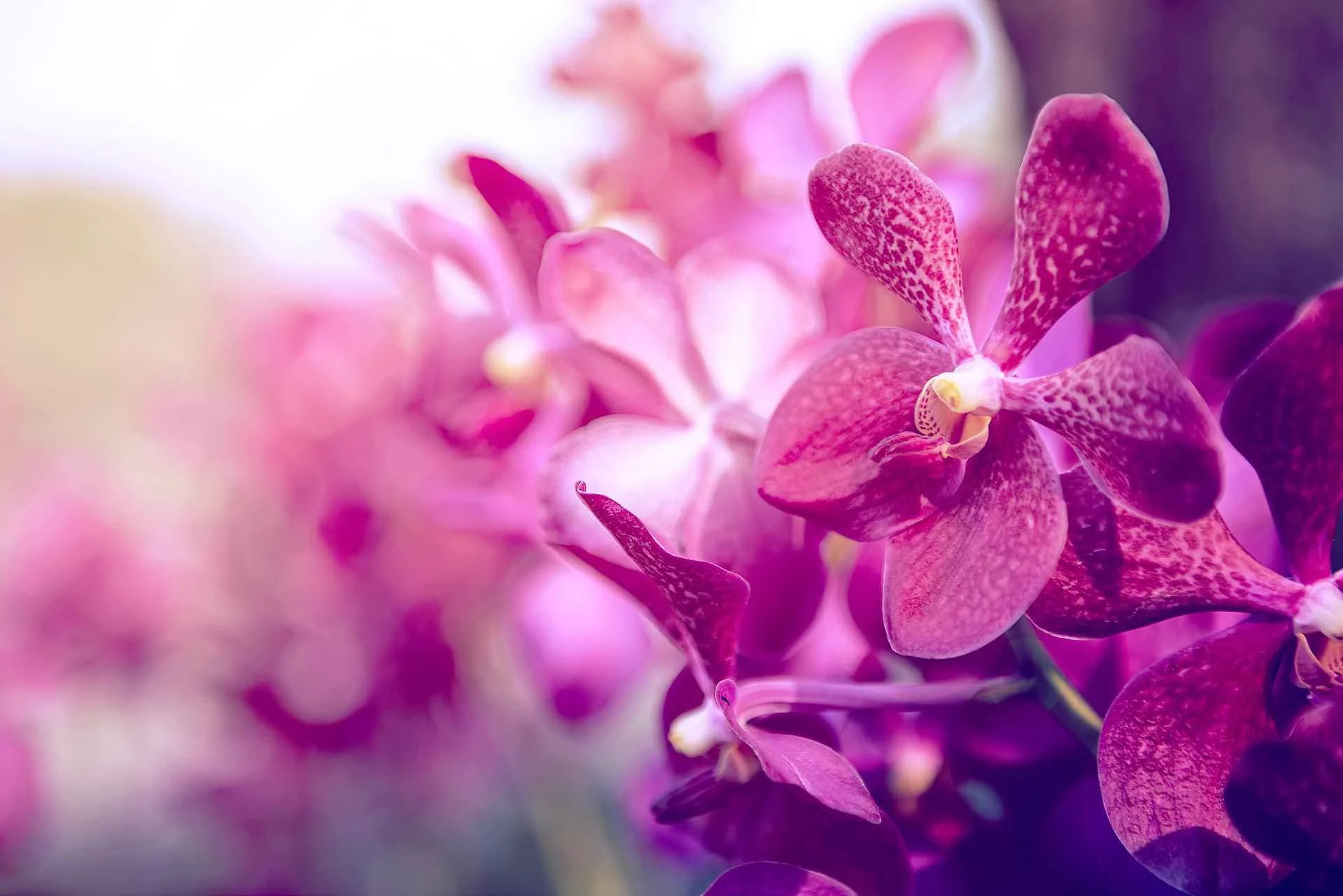 Violette Orchideenblüten – Symbolbild zur Linderung von Beschwerden mit TCM und Akupunktur