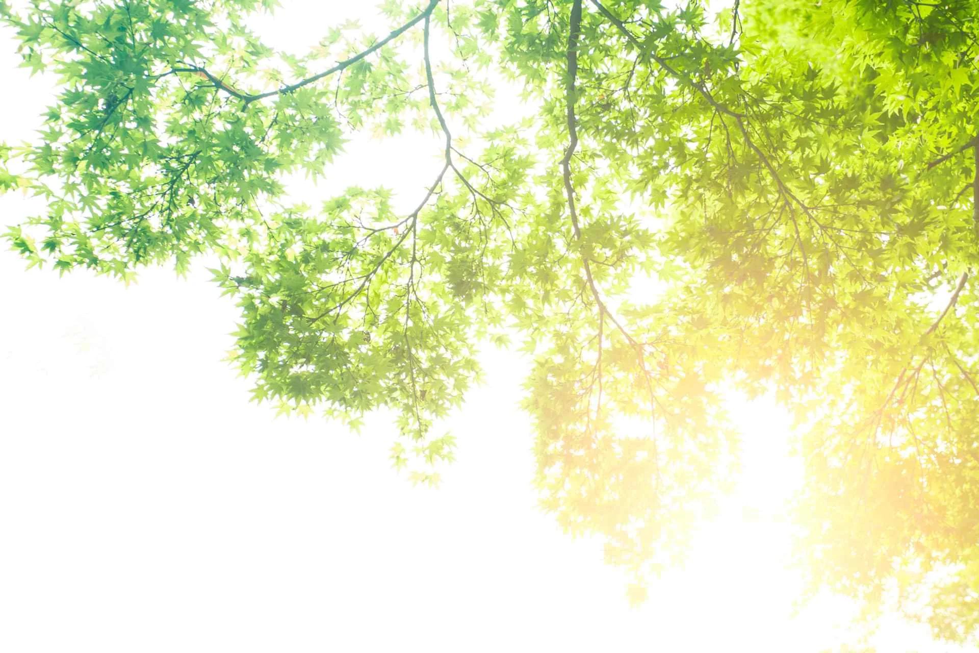 Grüne Blätter im Sonnenlicht – Symbolbild zu Kosten und Krankenkassen