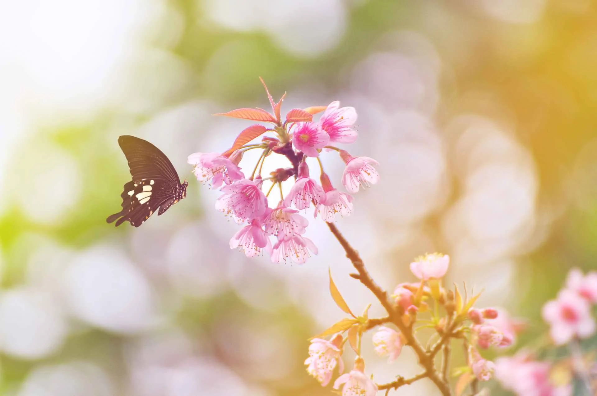 Schmetterling an Kirschblüten – Symbolbild zur Wirkung von TCM und Akupunktur