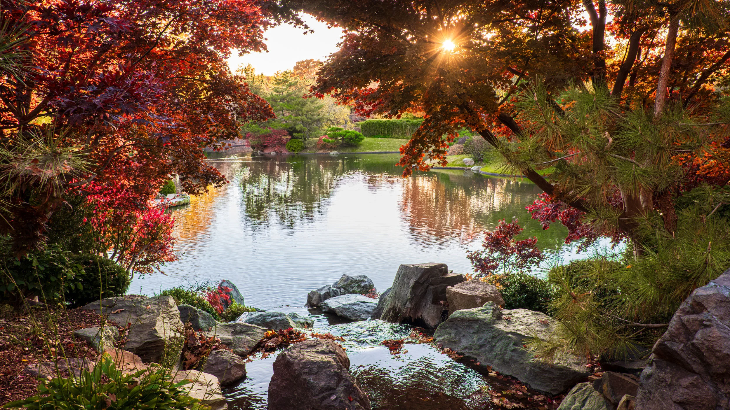 Japanisch anmutender Garten mit Teich und herbstlich roten Ahornbäumen im Abendlicht